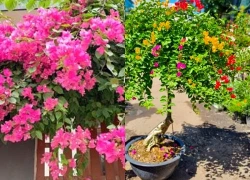 4 vị trí tốt để trồng cây hoa giấy phong thủy