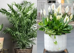 5 cây xanh cho quán cà phê: Đẹp, dễ chăm và hợp phong thủy