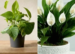 5 loại cây văn phòng giúp mắt đỡ mỏi khi nhìn màn hình máy tính