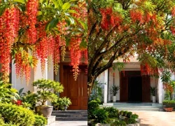 5 tuổi con giáp hợp trồng cây lộc vừng trước nhà