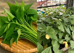 Bác sĩ khuyên một cách nấu rau lang bảo vệ gan, ổn định đường huyết