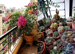 Ban công hướng Tây nắng như đổ lửa, trồng cây gì để vừa sống khỏe vừa đẹp?