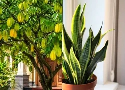 Cây phong thủy mỗi ngày: Lời khuyên đến tất cả các gia đình đang trồng cây chuối