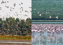 Loài chim đặc biệt hỗ trợ bệnh nhân đột quỵ hồi phục