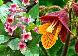 Bổ sung một loài cây thuốc vào hệ thực vật Việt Nam