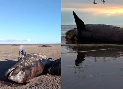 Cá voi chết hàng loạt tại Argentina