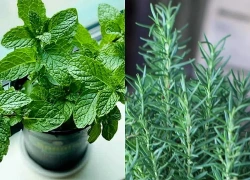 Muỗi 'chạy mất dép' với loại cây phong thủy siêu hợp trồng trong nhà