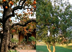 Có nên trồng cây hồng trước nhà không?