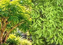 Dân gian nói rằng 3 con giáp này trồng cây đinh lăng được phù trợ phong thủy
