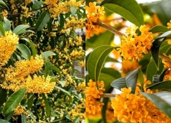 Mệnh nào hợp trồng cây Mộc Hương?