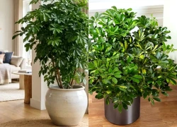 Mệnh nào kỵ cây Ngũ Gia Bì nhất?