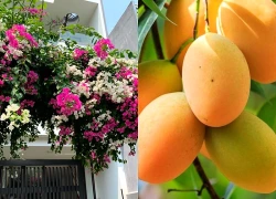 5 loài cây khiến nhà đẹp như tiên cảnh, trong phong thủy còn tượng trưng cho phúc lộc vượng tài