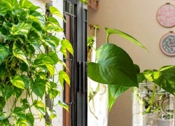 Tại sao không nên trồng cây trầu bà ngoài cổng nhà? 4 lý do nhiều người bỏ qua