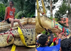 Thái Lan di dời cá sấu nặng 400kg khỏi ngôi chùa ngập nước lũ