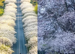 Tháng sinh Âm lịch của người có sao tốt chiếu mệnh