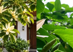Trồng cây ngọc lan trước nhà có tốt phong thủy không sao nhiều người kiêng?