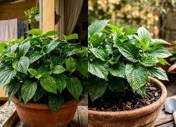 Trồng lá lốt trong nhà: 4 lợi ích thiết thực và cách chăm để cây xanh tốt