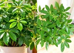 4 con giáp hợp trồng cây ngũ gia bì phong thủy, đặt đúng vị trí càng đẹp mắt