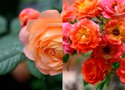Tử vi tuần mới 28/9 - 4/10/2026: Tuổi Mão mở thêm hướng mới, tuổi Dậu kiên trì mục tiêu