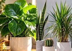 Vì sao phong thủy nói cây lá to tròn hút lộc hơn cây lá kim, nhọn, nhỏ?
