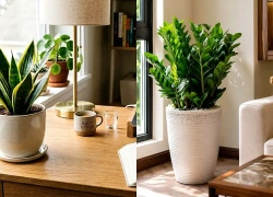 4 loại cây phát triển chậm, ít phải cắt tỉa, càng trồng càng đẹp
