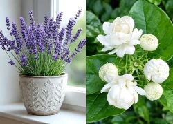 5 loại cây có hương thơm giúp thư giãn sau giờ làm