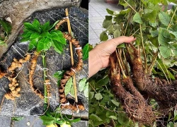 Bí mật của loài cây mọc hoang giúp tăng sinh lực