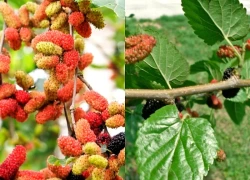 Có nên trồng loài cây bổ dưỡng này trước nhà khi dân gian cho rằng nặng âm khí?