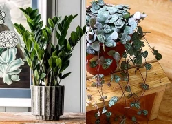 Loại cây lọc không khí nếu trồng trước cửa nhà gia chủ có thể yên tâm hưởng phúc