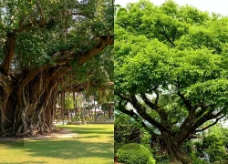 Người xưa dặn: Trồng cây cảnh ở vị trí Thanh Long, Bạch Hổ đừng tùy tiện, trồng sai hại cả nền móng, hỏng cả vận nhà