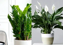 Top 5 cây cảnh nên đặt trong phòng khách, vừa sang trọng vừa có ý nghĩa tài lộc