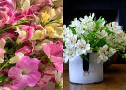 Tử vi 12 con giáp ngày 6/9: Dần, Thìn, Dậu tình cảm 'cầu được ước thấy'