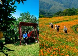 Về miền trái ngọt Cao Phong