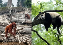 Indonesia: Bảo tồn đa dạng sinh học gắn với cộng đồng và sinh kế