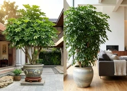 Lời khuyên dành cho những gia đình đang trồng cây Ngũ Gia Bì