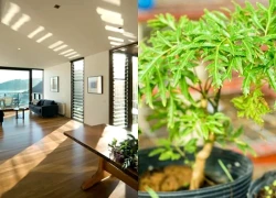 Thực hư đặt đồ phong thủy trong nhà 'đuổi đờm chữa ho'