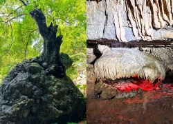 Ninh Bình: Khám phá "dải ngân hà trong động" giữa Di sản Tràng An