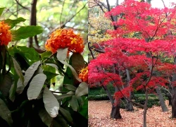Top 4 loại cây cảnh mùa thu rực rỡ sắc màu, mang ý nghĩa may mắn