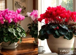 3 cây cảnh chiêu tài - giữ lộc - hòa gia người thông minh thích nhất, càng trồng lâu, nhà càng vượng