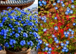 3 cây cảnh tụ tài, hoa xanh như mảnh trời rơi xuống ban công, thu hút may mắn, đón rước bình an vào cửa