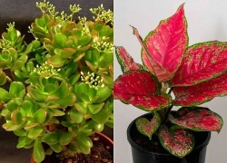 5 loại cây phong thủy được dân kinh doanh ưa chuộng, gửi gắm kỳ vọng tài lộc