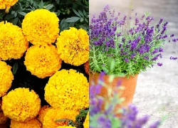 8 loại cây được cho là khiến rắn 'ngại' ghé sân vườn, có loại nhà nào cũng dễ trồng
