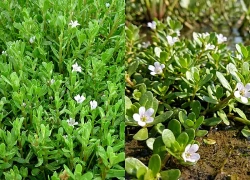 Cách dùng rau đắng biển giúp tăng cường trí nhớ, an toàn cho sức khỏe