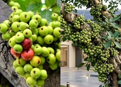 Cây Sung không chỉ để làm cảnh: 5 giá trị đáng quý nhiều người chưa biết