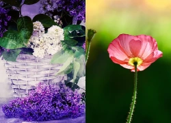 Chia buồn với 3 con giáp vướng Tam Tai, cẩn thận kẻo rơi vào hội lừa đảo, tiền mất tật mang, khó khăn trăm bề trong tháng 8 âm lịch