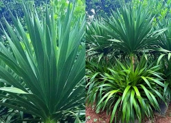 Công dụng bất ngờ của loại cây được nhiều người trồng làm cảnh