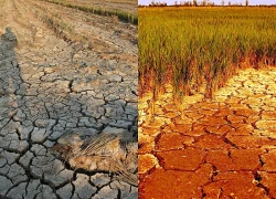 Hạn hán đe dọa an ninh lương thực của 7 triệu người tại Trung Mỹ