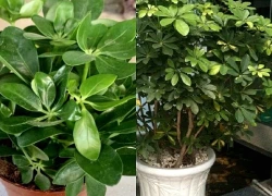 Loài cây vừa dưỡng thận, chữa đau khớp, giúp gia đình tăng sinh khí, rất hợp với 2 mệnh này
