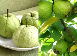 Loại quả dân dã giàu kali hơn chuối, chứa lượng vitamin C gấp nhiều lần cam
