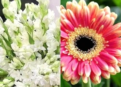 Những loại hoa mùa Thu nên dâng cúng mùng 1 tháng 8 âm lịch để 'gọi' phúc lộc, may mắn